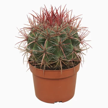 Ferocactus Stainesii Pilosus