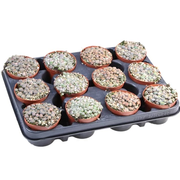 Lithops