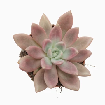 Pachyveria Rosy Crow