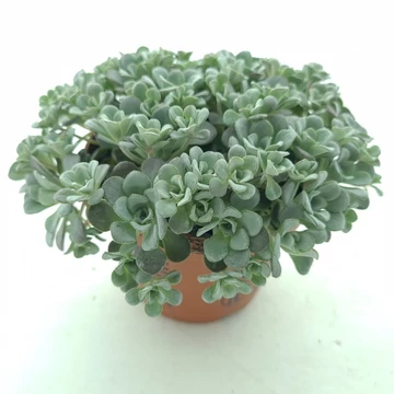 Sedum spathulifolium Cape Blanco