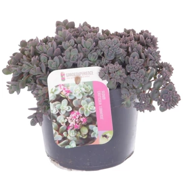 Sedum cauticola Lidakense