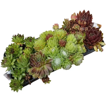 Sempervivum 10-es mix