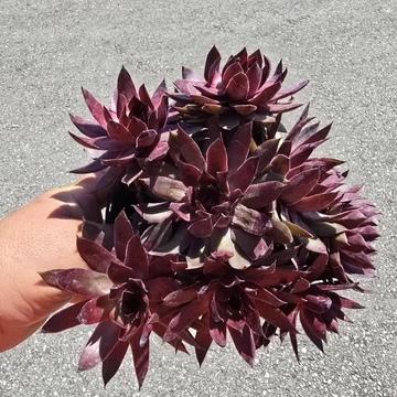 Sempervivum Chick Charms Copper Canyon