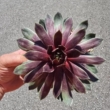 Sempervivum Chick Charms Cranberry Cocktail