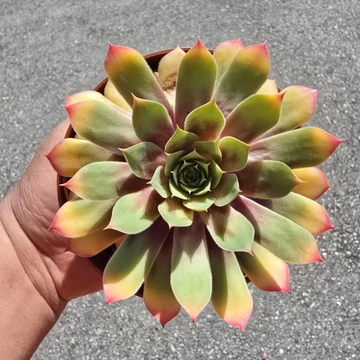 Sempervivum Chick Charms Gold Nugget