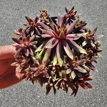 Sempervivum Chick Charms Gold Rush