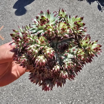 Sempervivum Chick Charms Mint Marvel