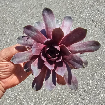 Sempervivum Chick Charms Steel Appeal