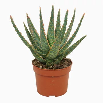 Aloe Dannyz