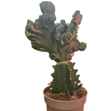 Euphorbia Cristata Frankiana