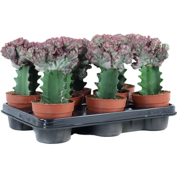 Euphorbia lactea cristata mini