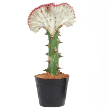 Euphorbia Lactea Cristata fehér-rózsaszín