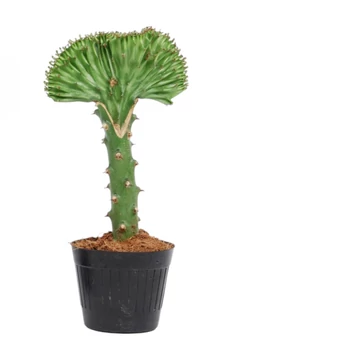 Euphorbia lactea cristata zöld-zöld