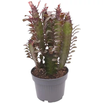 Euphorbia trigona Rubra