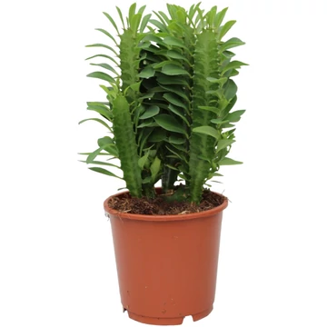 Euphorbia trigona