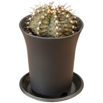 Gymnocalycium Mihanovichii T-rex Hybrid