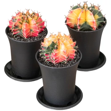 Gymnocalycium Mihanovichii Variegata Extra