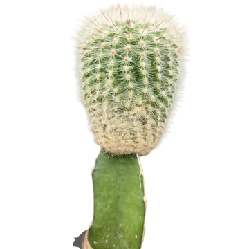 Gymnocalycium mihanovichii zöld