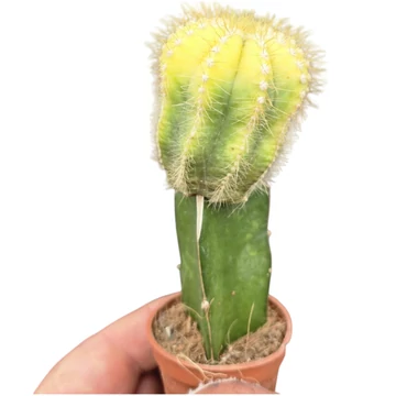 Gymnocalycium mihanovichii Variegata