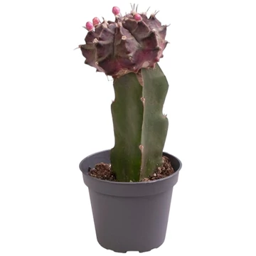 Gymnocalycium mihanovichii Black Cap