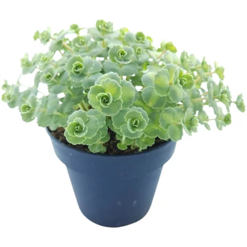 Sedum sieboldii Mediovariegatum