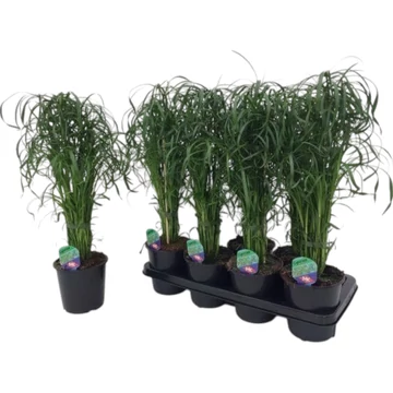 Cyperus alternifolius