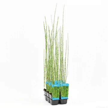 Equisetum hyemale (Japonica)