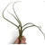 Tillandsia Bailey