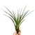 Tillandsia Melanocrater