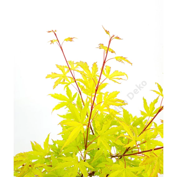 Acer palmatum Anne Irene