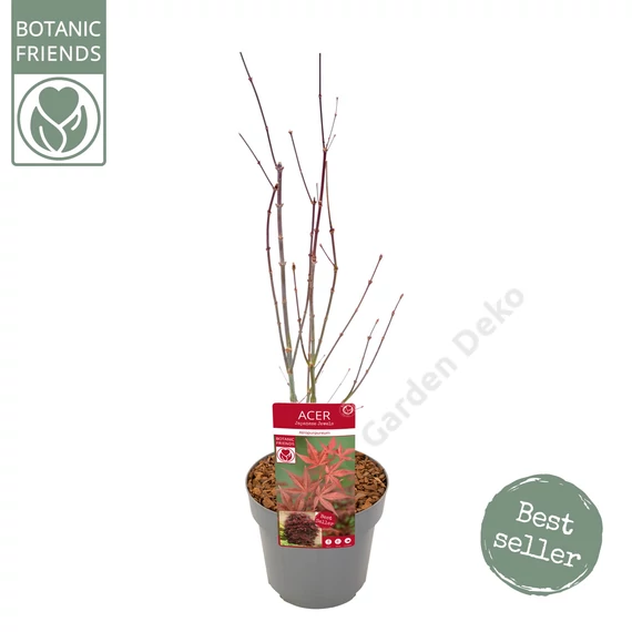 Acer palmatum Atropurpureum