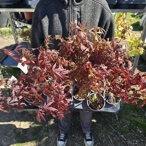 Acer palmatum Atropurpureum