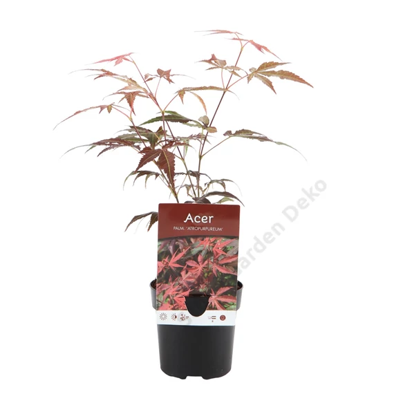 Acer palmatum Atropurpureum