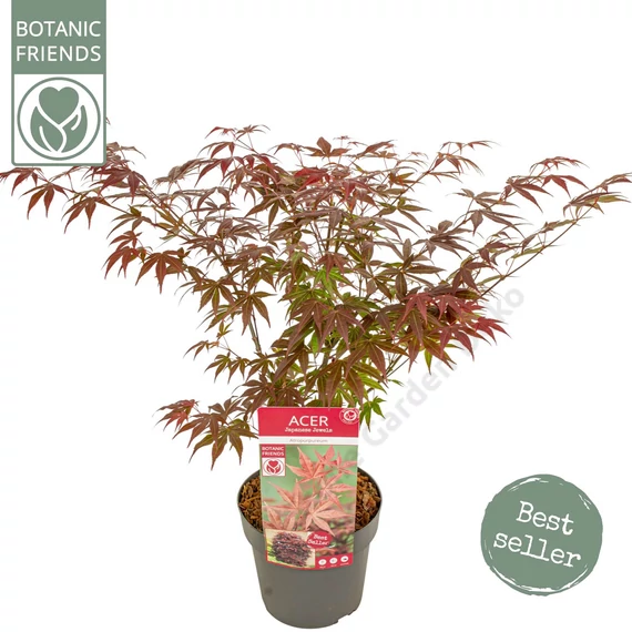 Acer palmatum Atropurpureum