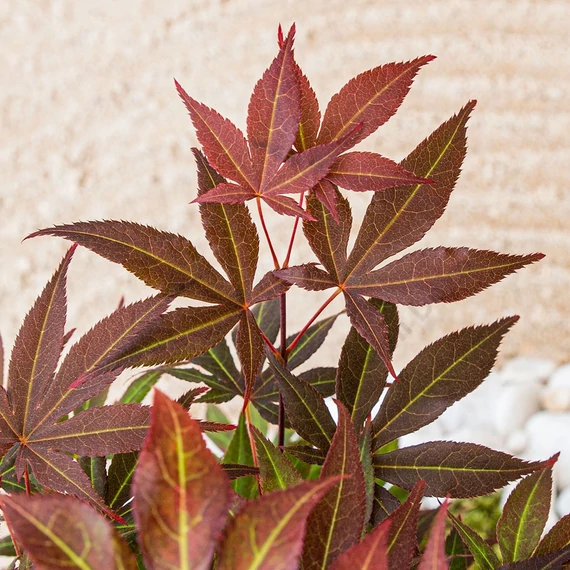 Acer palmatum Atropurpureum