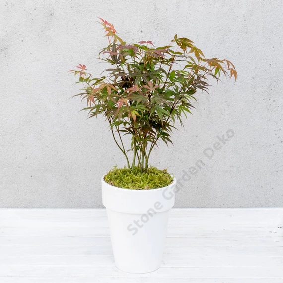 Acer palmatum Atropurpureum