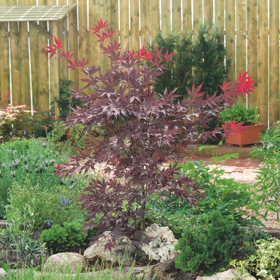 Acer palmatum Atropurpureum