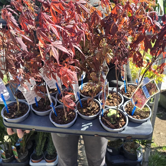 Acer palmatum Atropurpureum