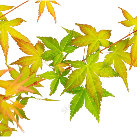 Acer palmatum Bi Hoo
