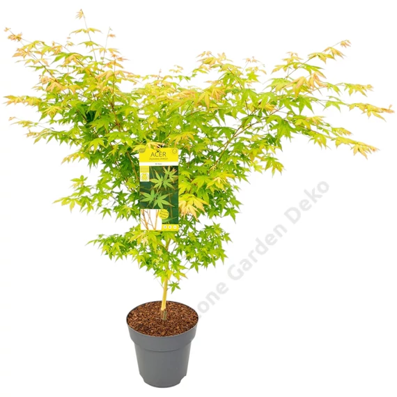 Acer palmatum Bi Hoo