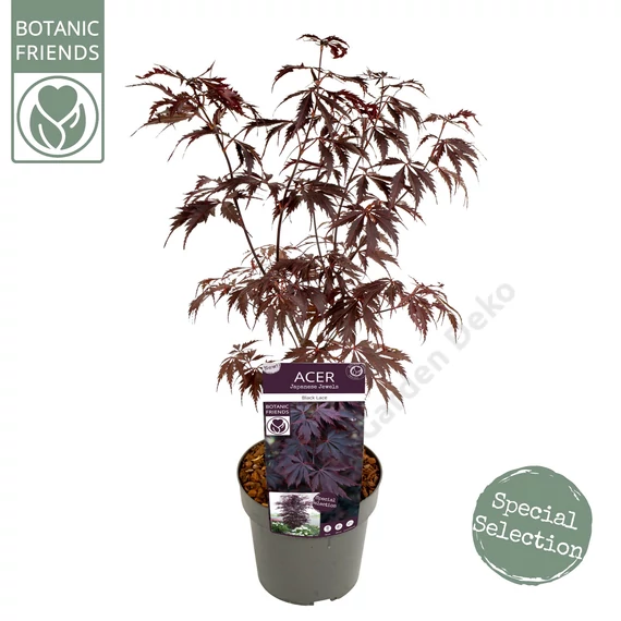Acer palmatum Black Lace
