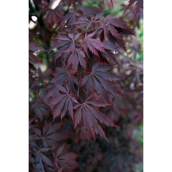 Acer palmatum Black Lace