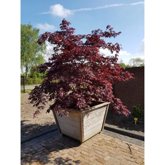 Acer palmatum Black Lace