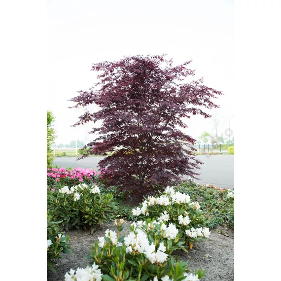 Acer palmatum Black Lace