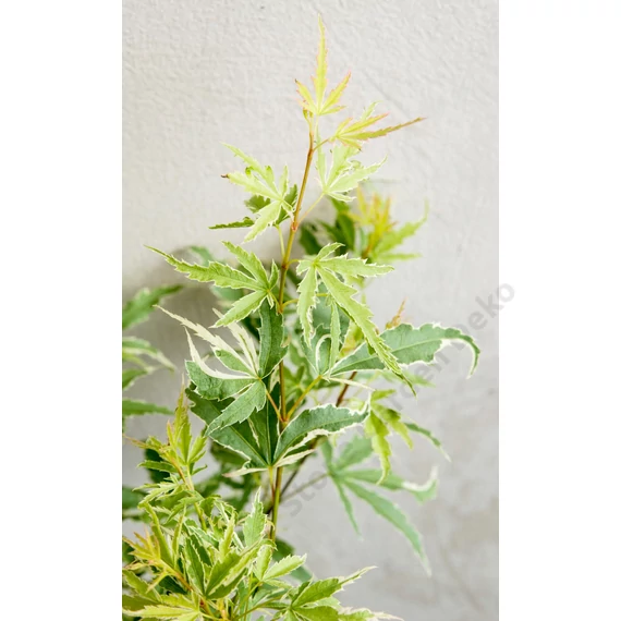 Acer palmatum Butterfly
