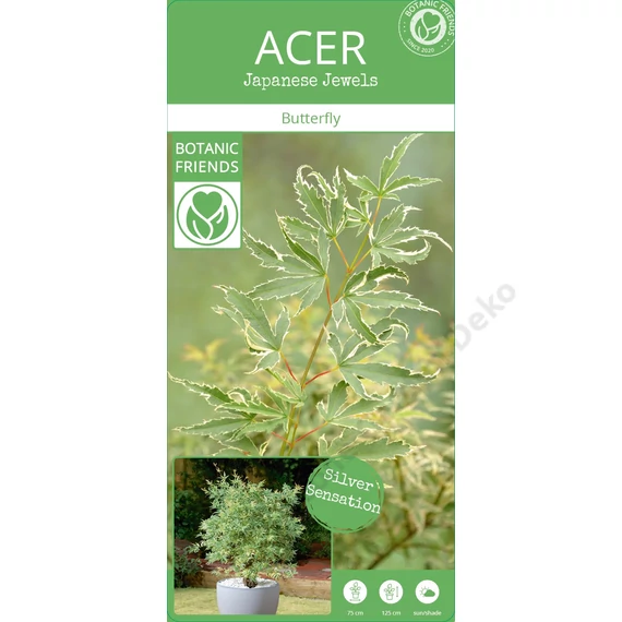 Acer palmatum Butterfly