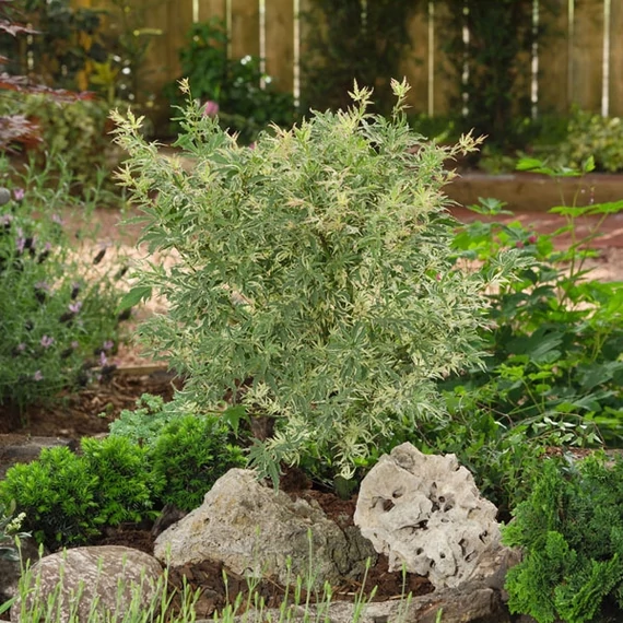 Acer palmatum Butterfly