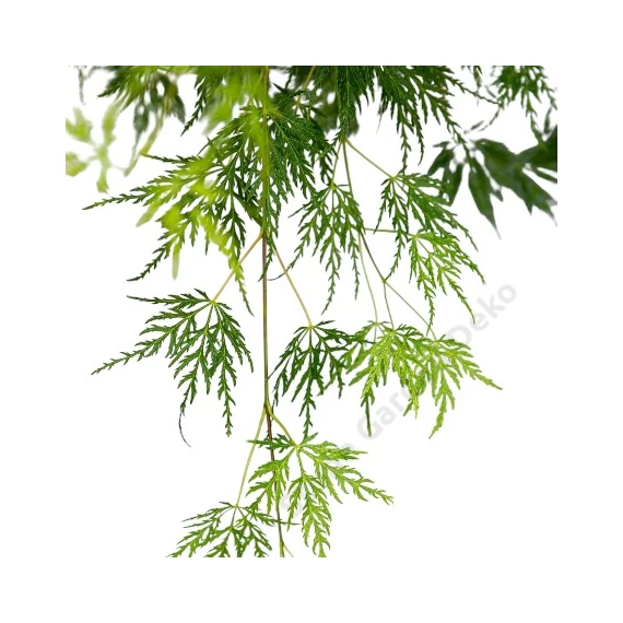 Acer palmatum Dissectum