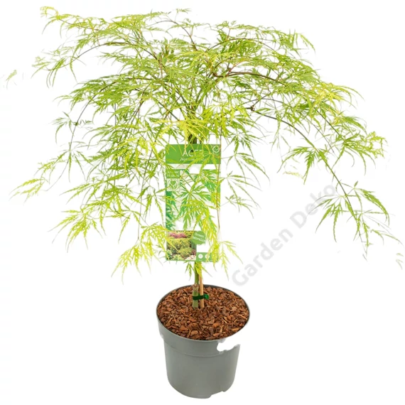 Acer palmatum Dissectum