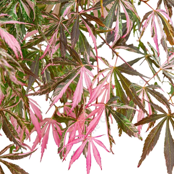 Acer palmatum Extravaganza